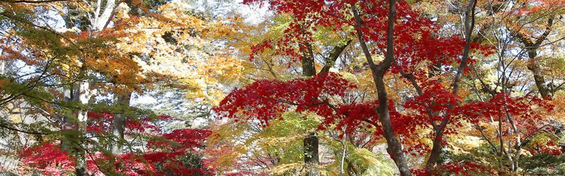 川治温泉 湯けむりの里 柏屋