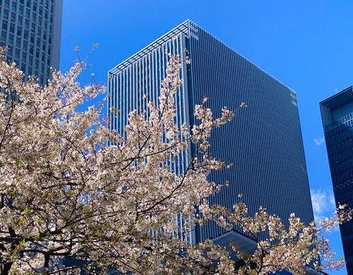 桜　外観　昼