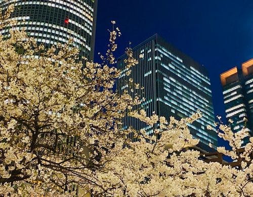 桜　外観　夜