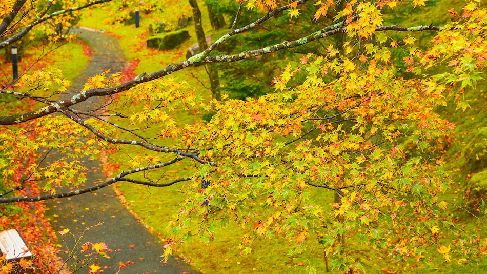 Hakone Yunohana Prince Hotel