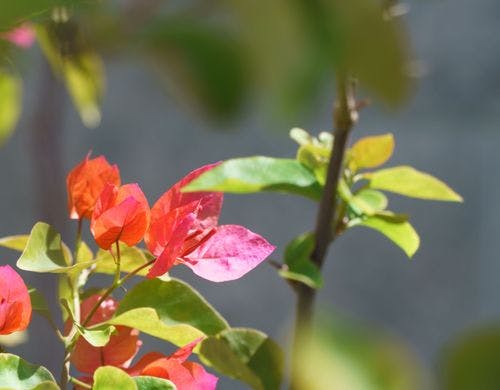 植栽　１００年後の未来へ