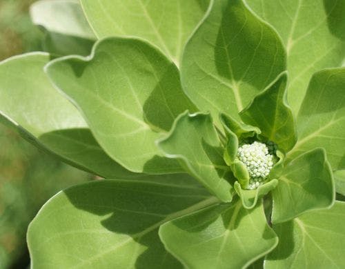 植栽　１００年後の未来へ