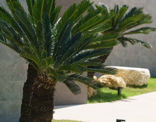 植栽　１００年後の未来へ