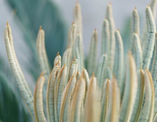 植栽　１００年後の未来へ