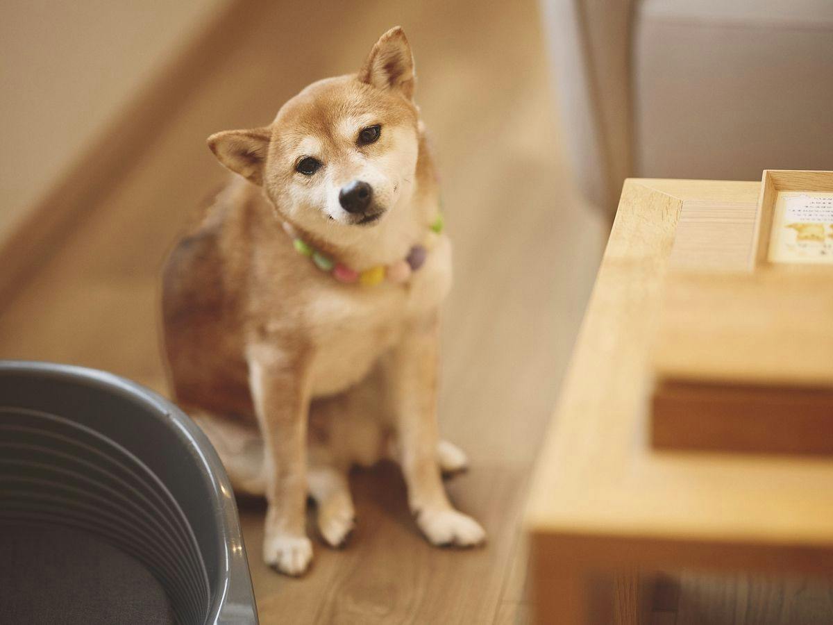 洞爺湖 鶴雅リゾート 洸の謌
