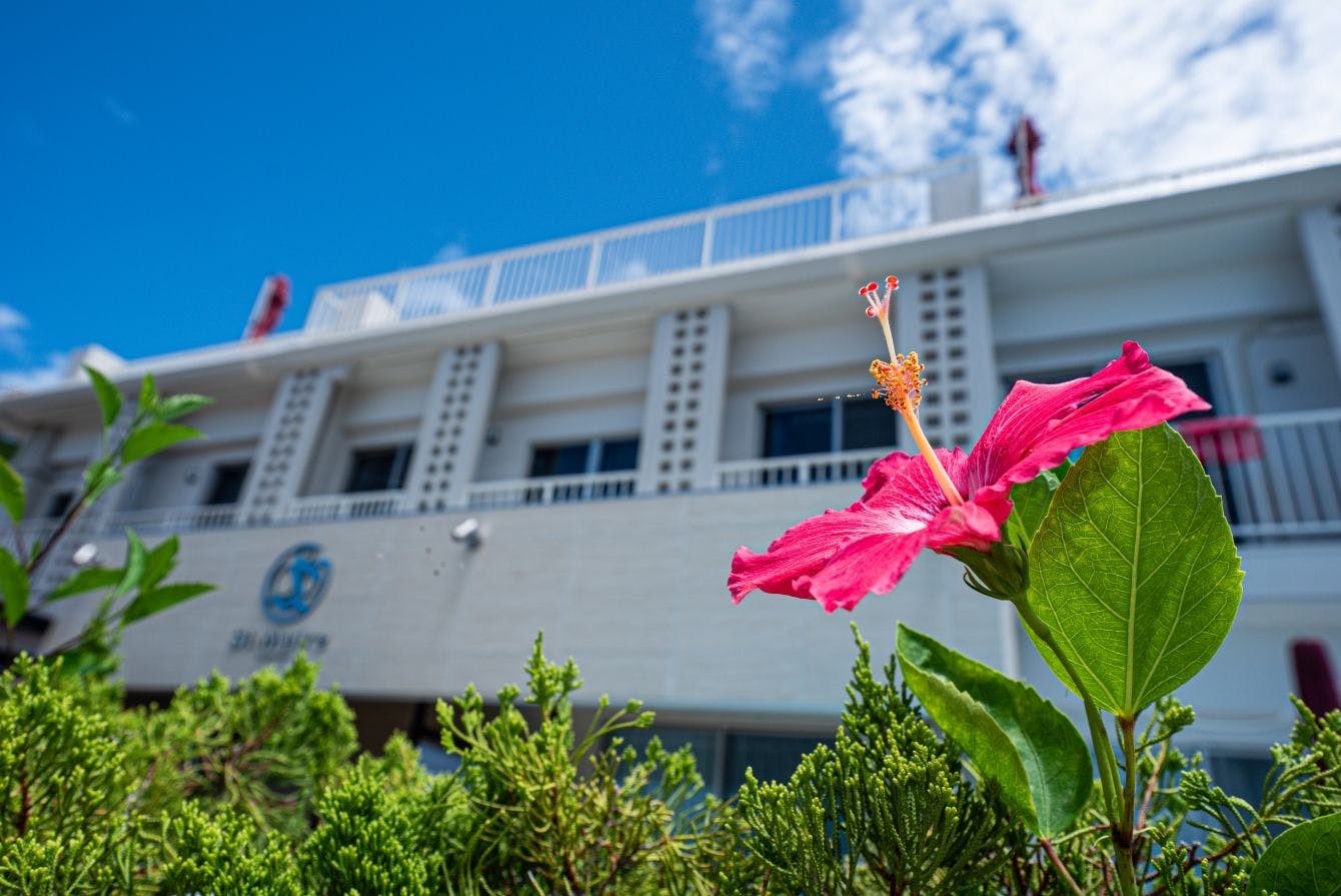 Kembang Sepatu dan Sunmail Zamami