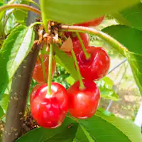 さくらんぼ狩りイメージ