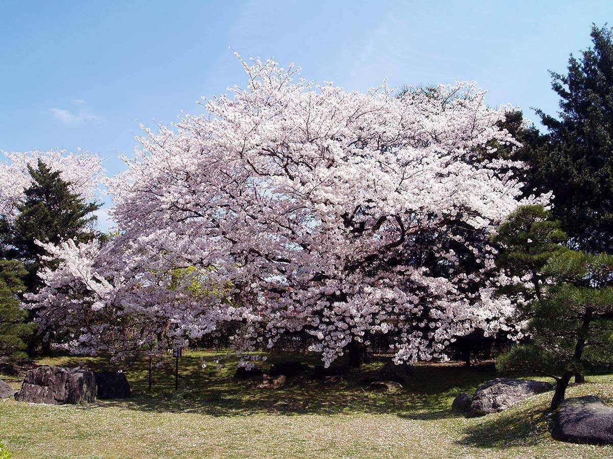 原鶴温泉　パーレンス小野屋