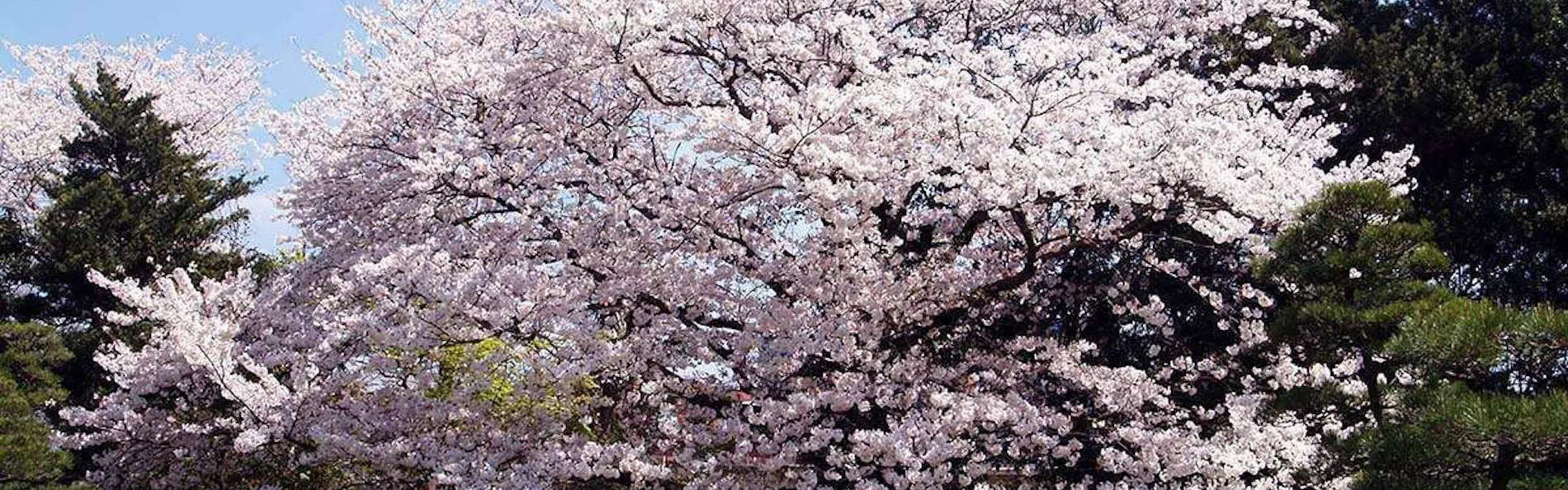 原鶴温泉 パーレンス小野屋