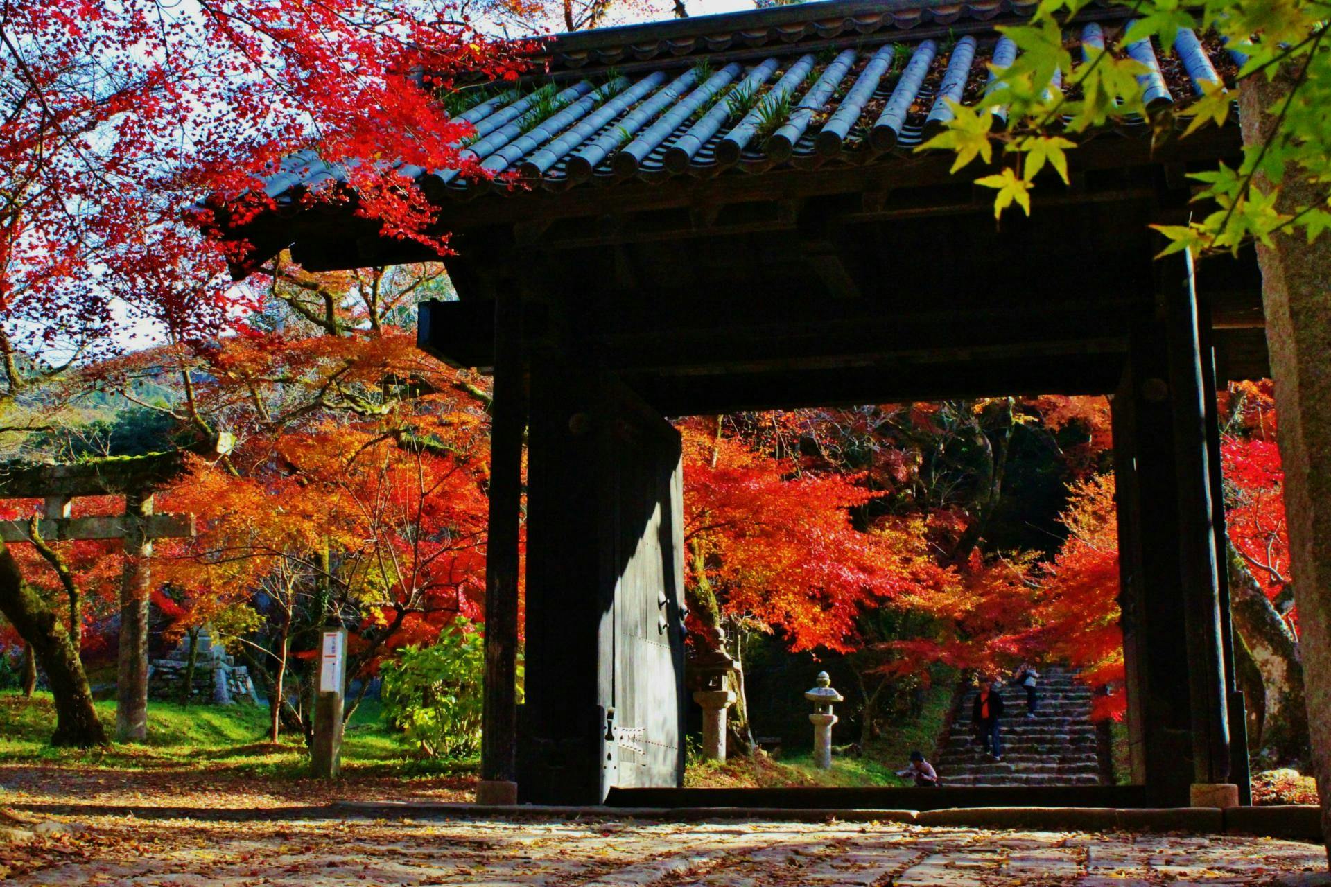 ใบไม้เปลี่ยนสีที่ซากปราสาทอากิซึกิ ห่างจากที่พักของเรา 30 นาทีโดยรถยนต์