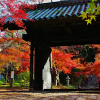 ใบไม้เปลี่ยนสีที่ซากปราสาทอากิซึกิ ห่างจากที่พักของเรา 30 นาทีโดยรถยนต์