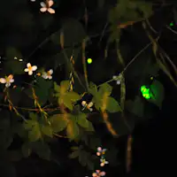 Kunang-kunang