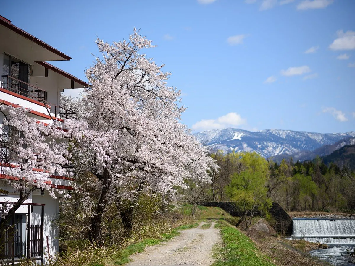 แนวต้นซากุระเรียงราย