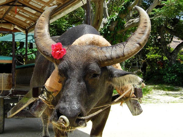 แผนประสบการณ์ที่เกาะทาเคโทมิ