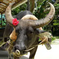 แผนประสบการณ์ที่เกาะทาเคโทมิ