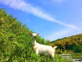 ペンション　エリエス