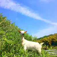 ・くろしおファームのやぎさん