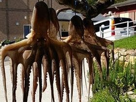 日間賀観光ホテル