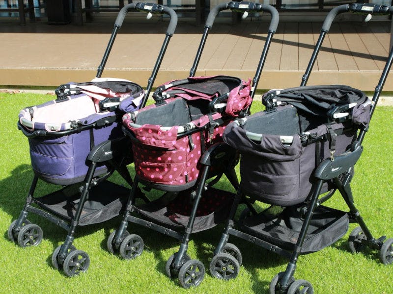 เรายังมีรถเข็นสำหรับสุนัขให้บริการด้วย