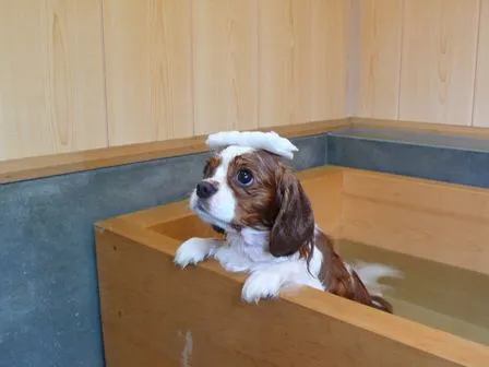 สปาสำหรับน้องหมา น้ำพุร้อนธรรมชาติ