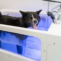 新ワンちゃんスパ