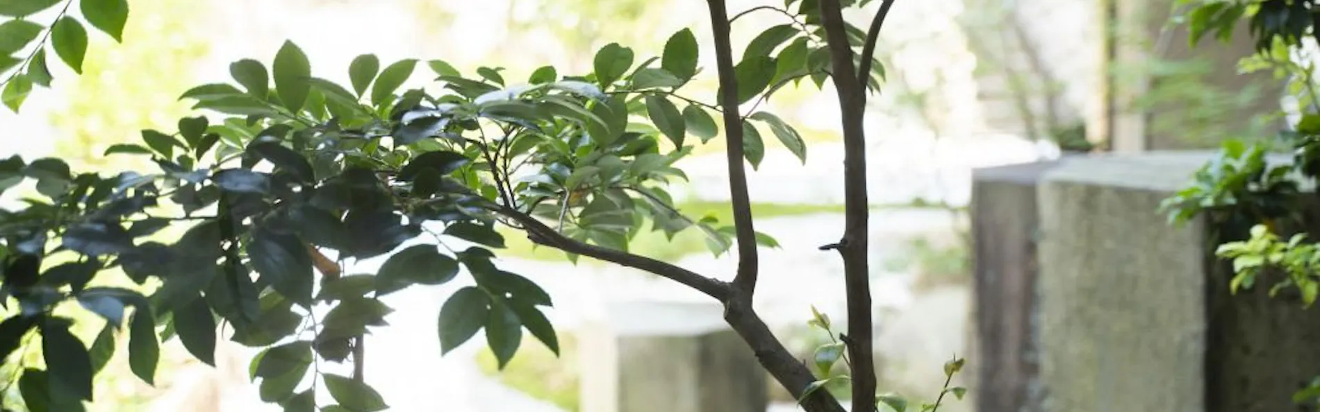 郡上八幡ホテル積翠園