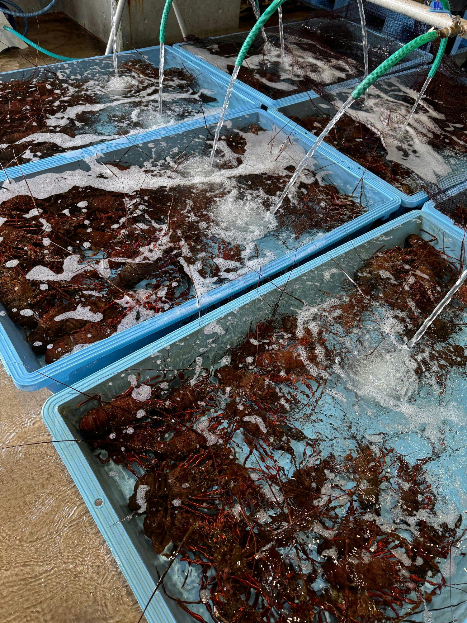 Udang kara Ise di Pelabuhan Otsu