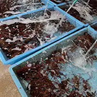 Udang kara Ise di Pelabuhan Otsu