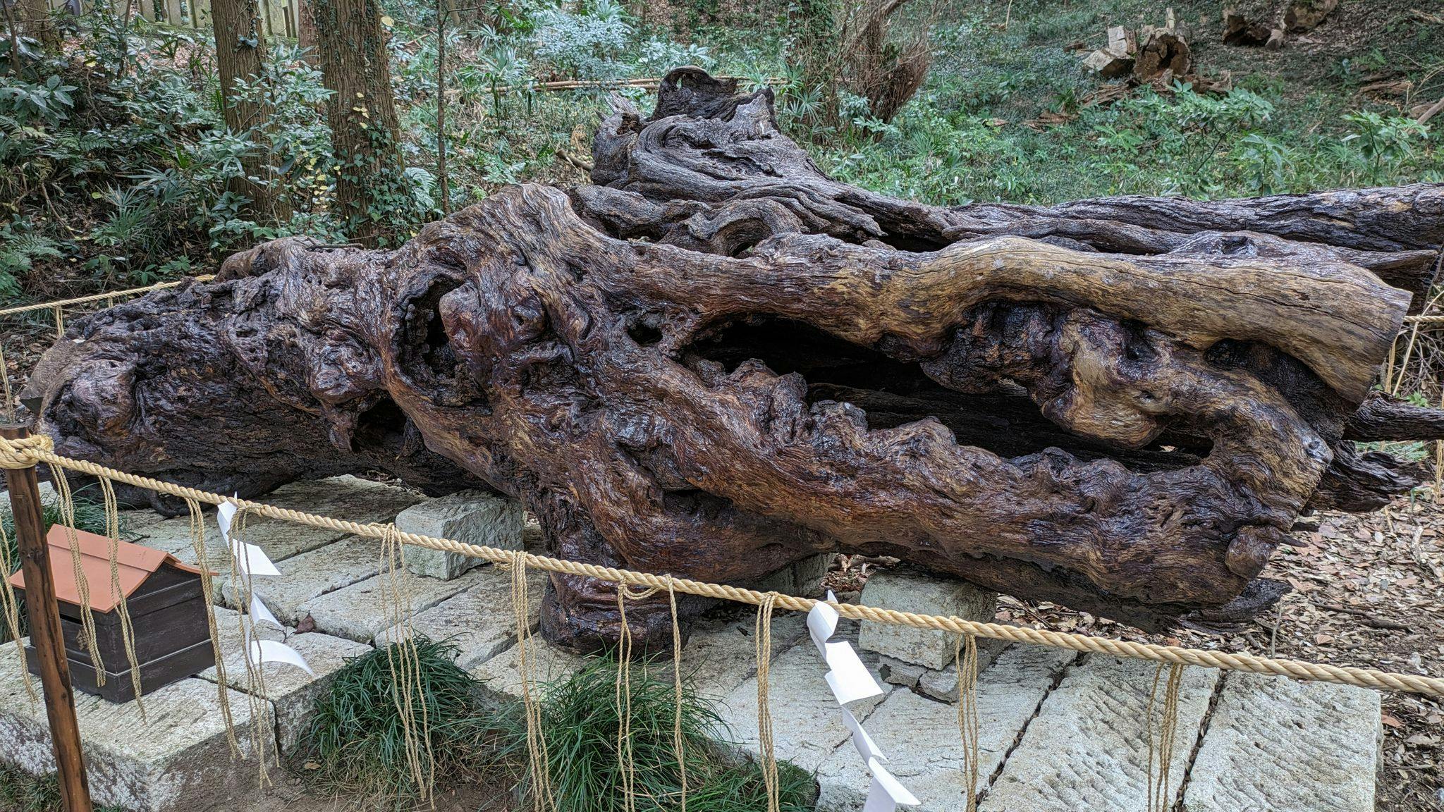 泉神社の泉龍木