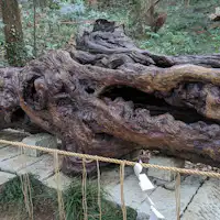 泉神社の泉龍木