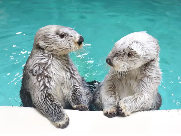 【夜の水族館/12/21~12/23限定】<ナイトアクアリウムチケット付>閉館後の鳥羽水族館を見聞録