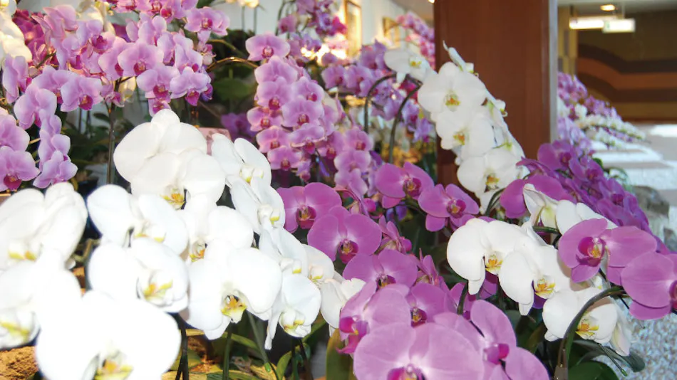 Toba Orchid, Near Ise Grand Shrine
