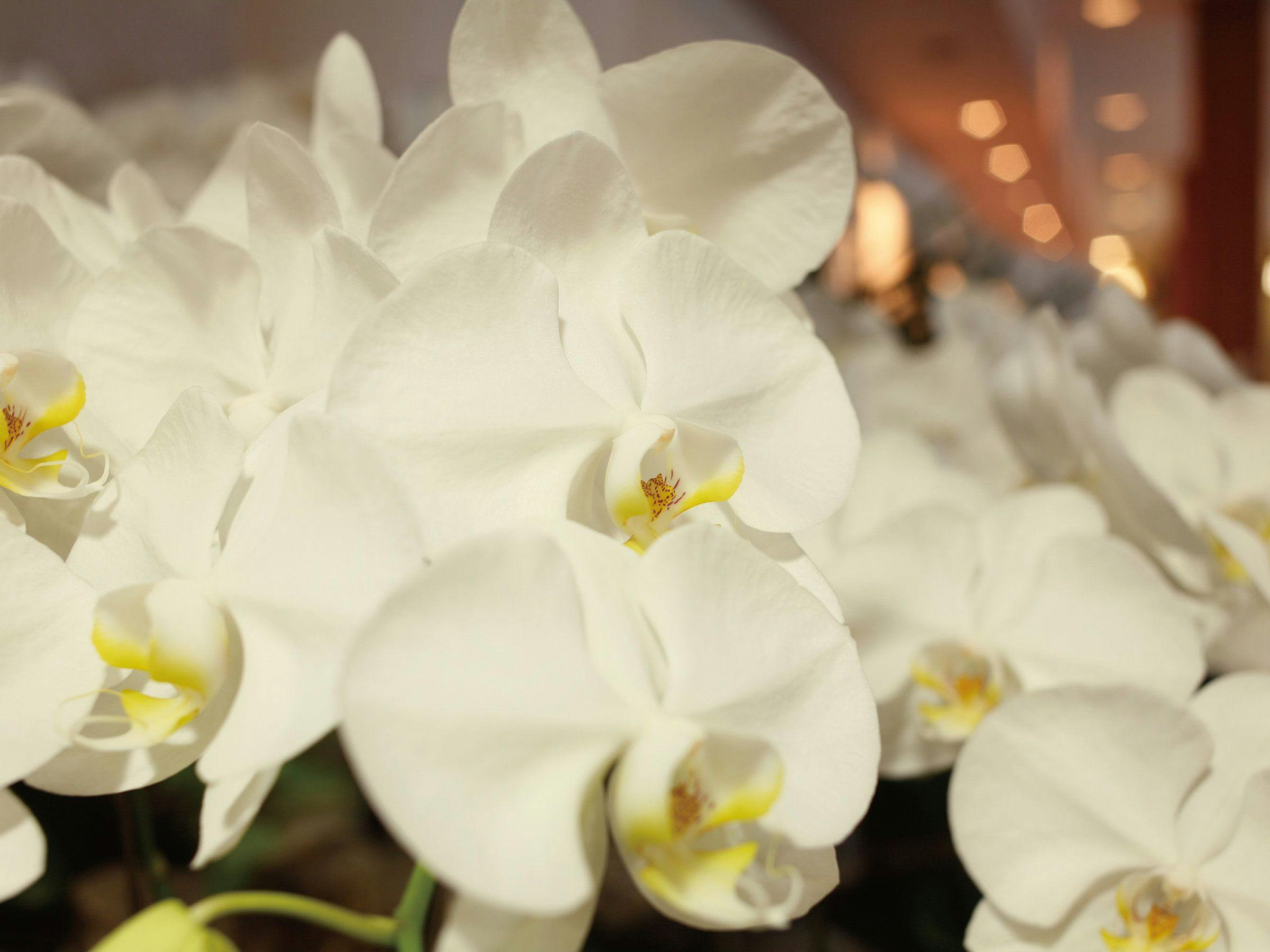 伊勢神宮のお膝元　鳥羽　胡蝶蘭