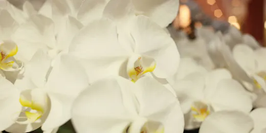 伊勢神宮のお膝元 鳥羽 胡蝶蘭