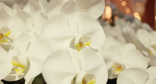 Toba Orchid, Near Ise Grand Shrine