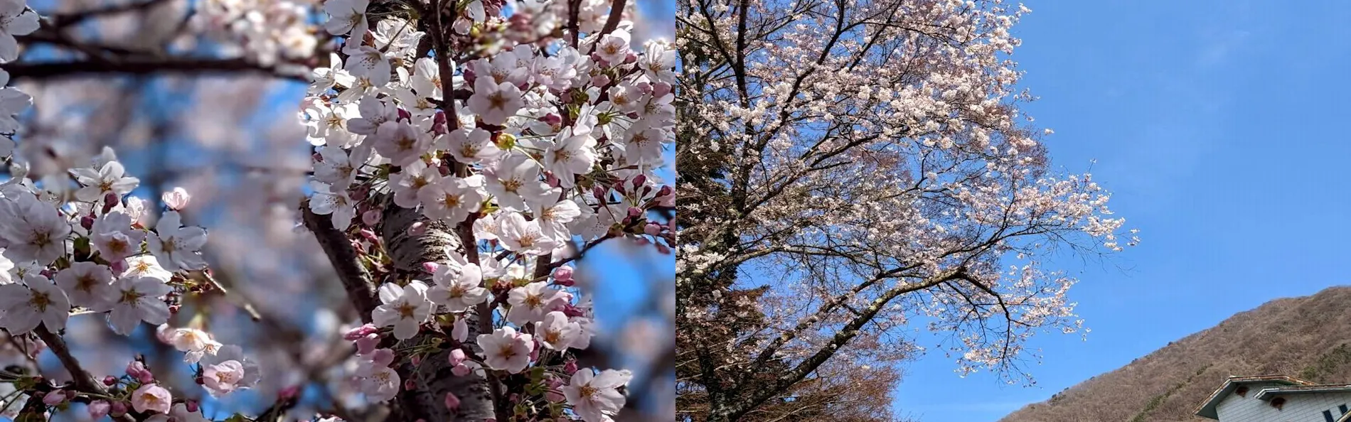 吟松亭あわしま