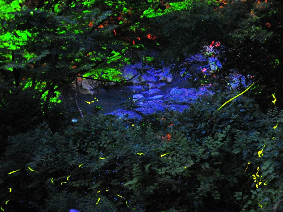 Cahaya kunang-kunang yang mempesona di malam musim panas