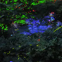 Cahaya kunang-kunang yang mempesona di malam musim panas