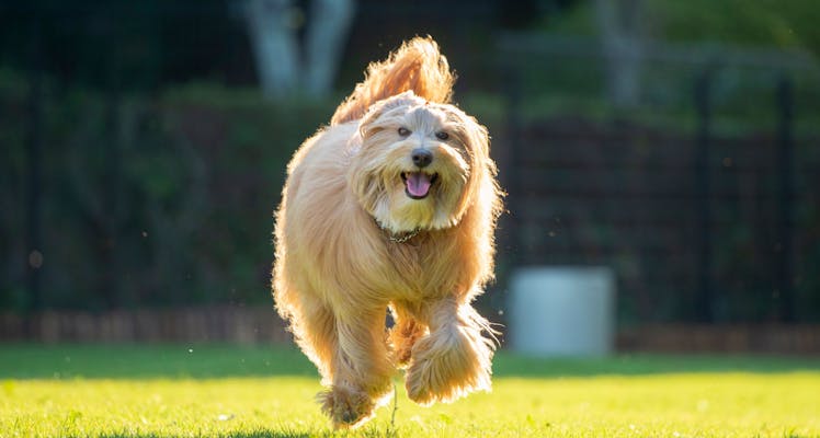 箱根 熱海 伊豆 ペットと泊まれる宿 選 宿泊予約は 一休 Com 箱根 熱海 伊豆 ペットと泊まれる宿 選 宿泊予約は 一休 Com