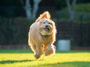 ペットと泊まれる宿 人気の宿をランキングでご紹介 Yahoo トラベル ペットと泊まれる宿 人気の宿をランキングでご紹介 Yahoo トラベル