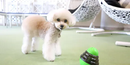 わんわんパラダイス プレミア 伊豆高原