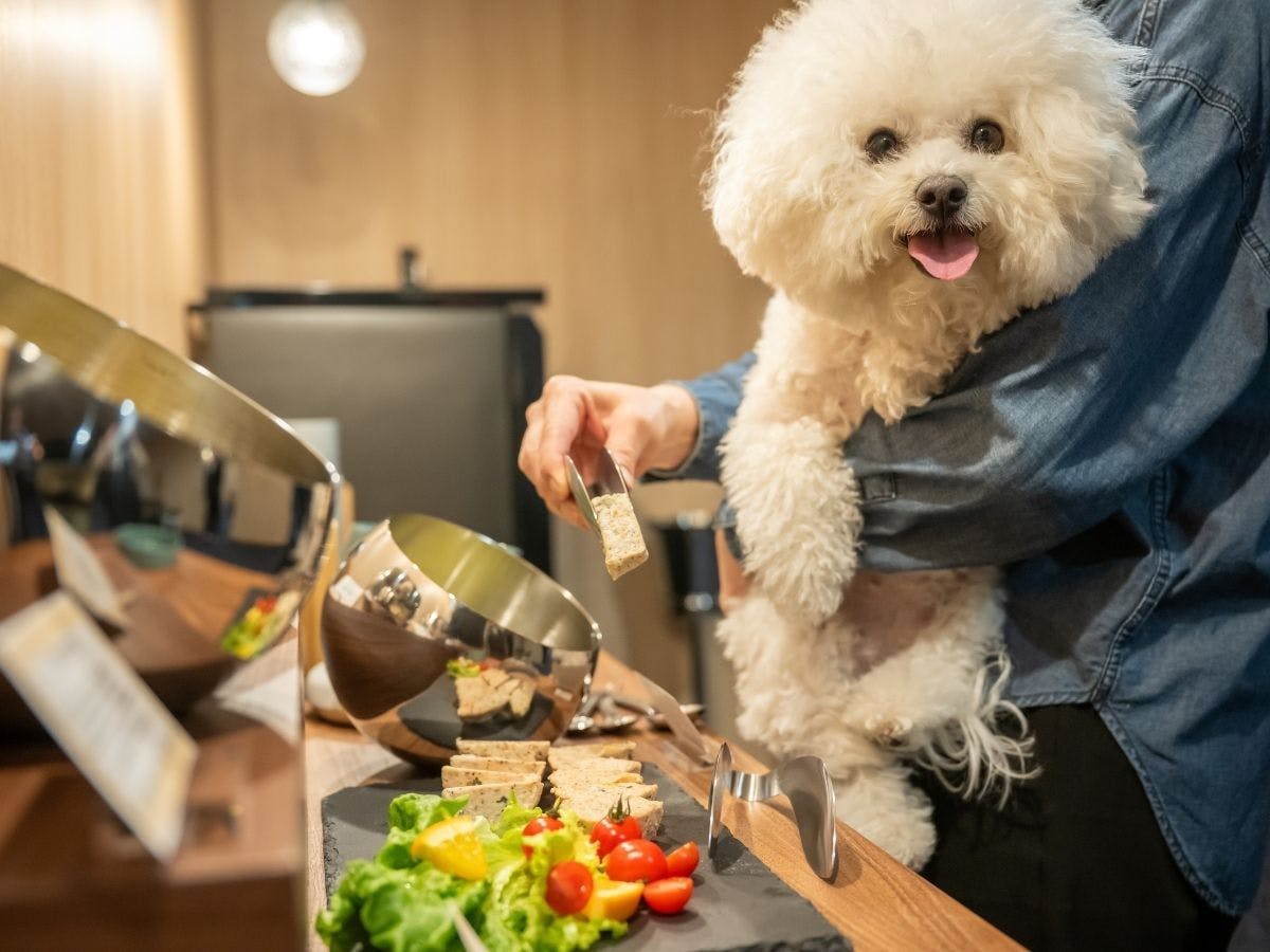 R with dog｜ふるさと納税 宮城県仙台市の対象宿 [一休.comふるさと納税]