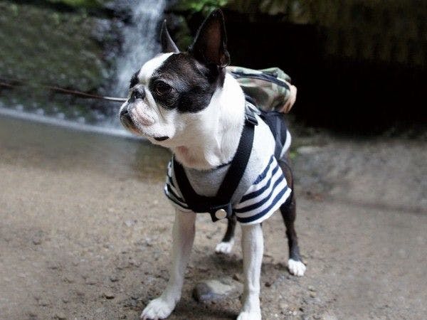 ที่พักน้ำพุร้อนที่สามารถเข้าพักพร้อมสัตว์เลี้ยงได้