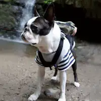 ที่พักน้ำพุร้อนที่สามารถเข้าพักพร้อมสัตว์เลี้ยงได้