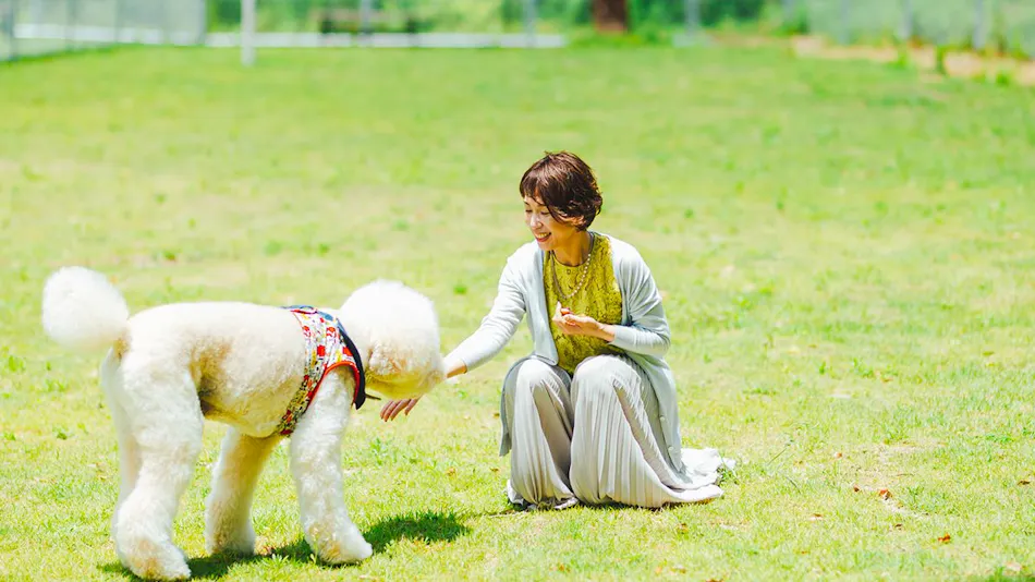 Pet Resort Brains Nagasaki