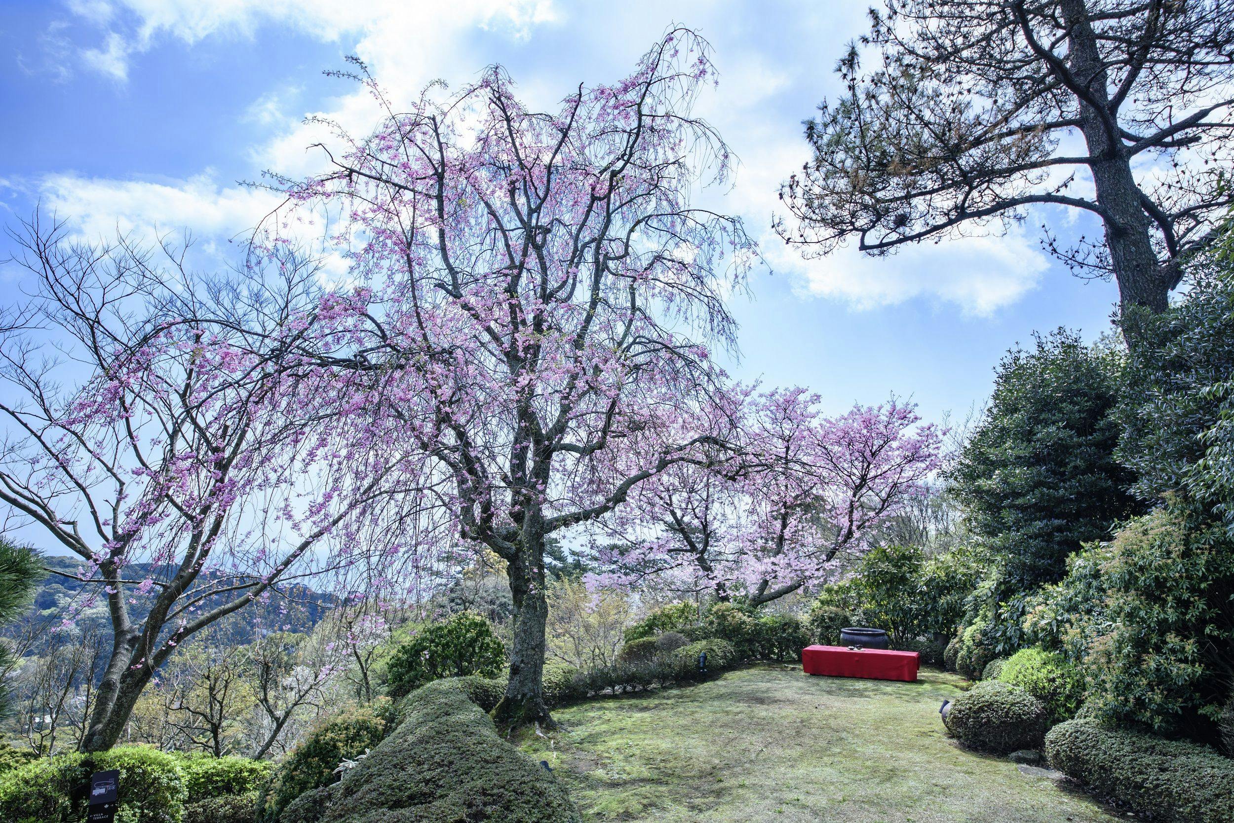 Pohon sakura yang terkulai terlihat dari taman.