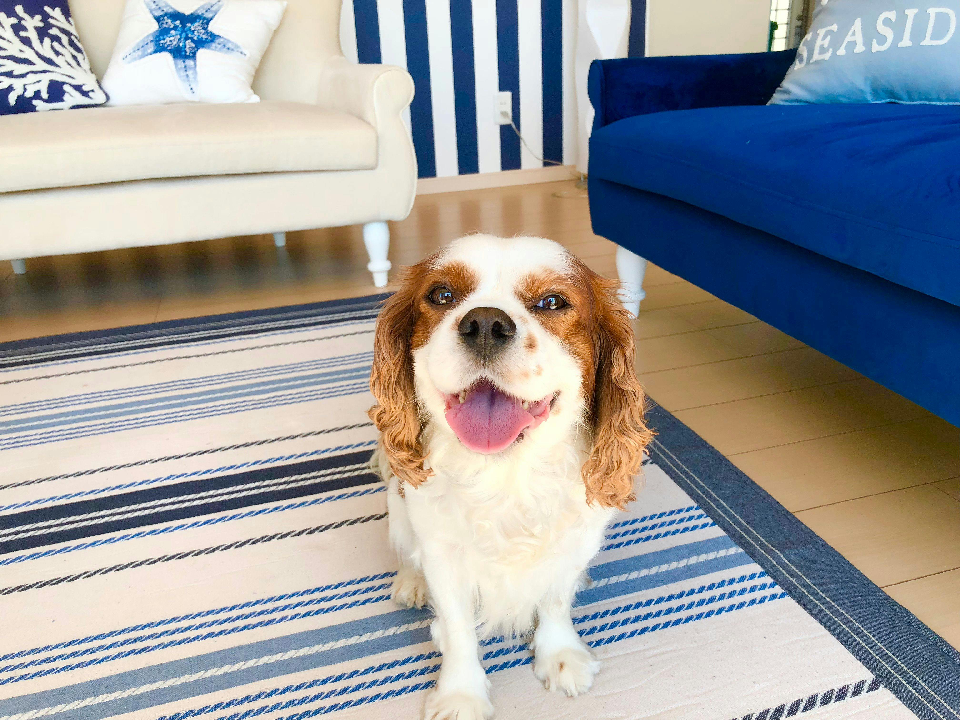 愛犬と一緒に泊まれる宿です。