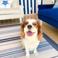 愛犬と一緒に泊まれる宿です。