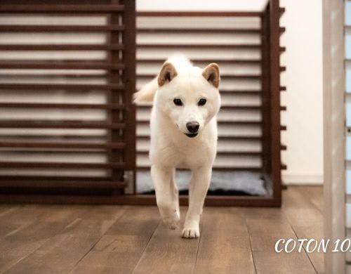 COTONより徒歩20秒で堤防へ！
