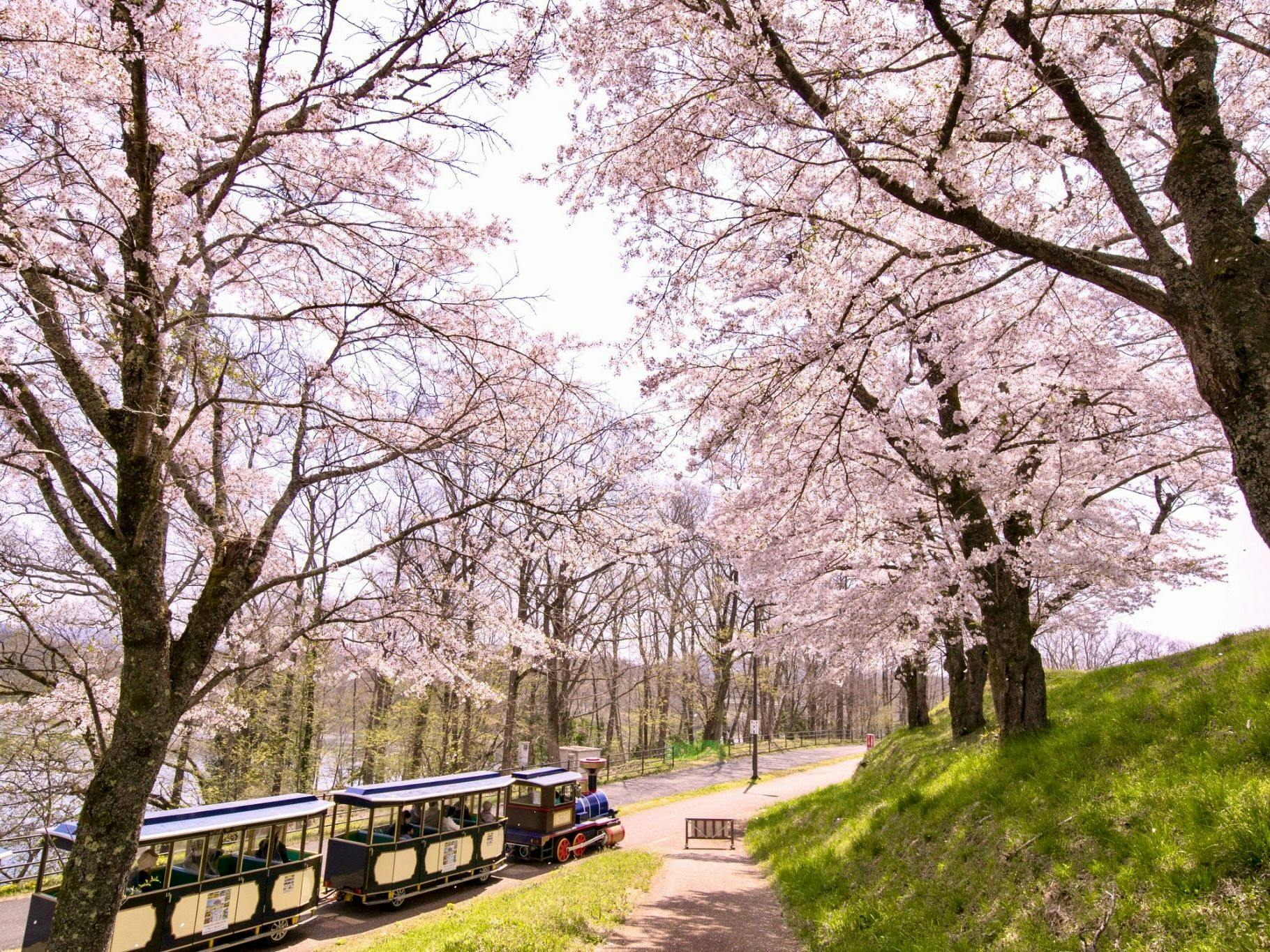 庄原市は広島県内でも有数の桜の名所が点在